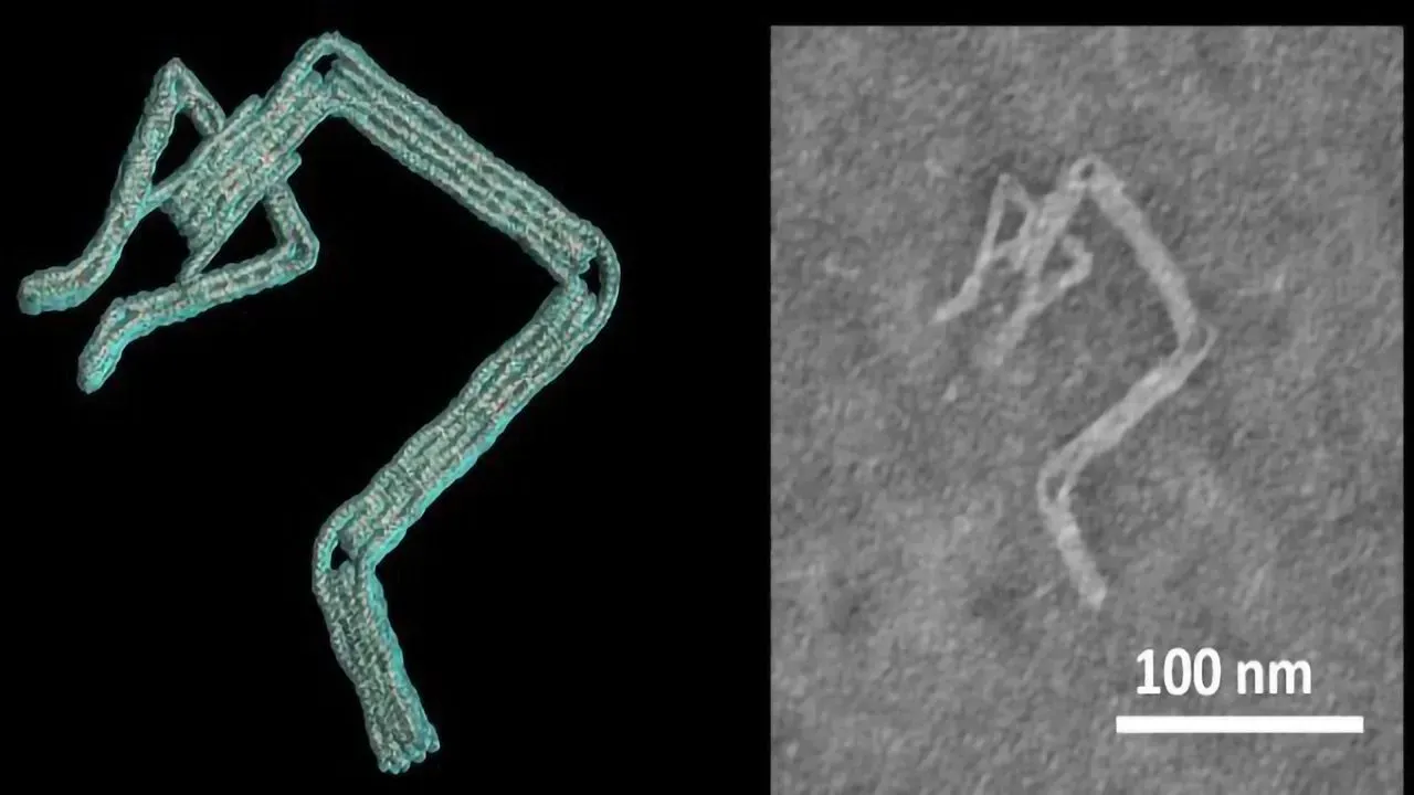 A robot arm nanodevice with a claw that can pick up smaller items. Credit: Ohio State University (